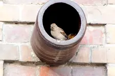 2012_1020Herbst0063 spatz.webp