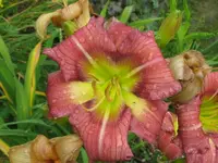 IMG_a 250.2_800x600.webp