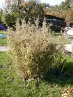 Foto0057.webp