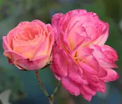 Midsummer herbstlich.webp