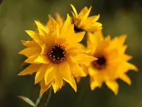 Sonnenblume 121021.webp