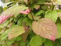 Bild 1686.webp