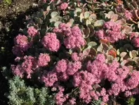 042.webp