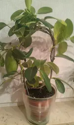 IMAG0174.webp