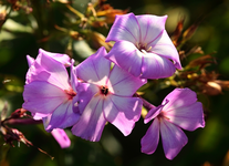 abblühender Phlox_640.webp