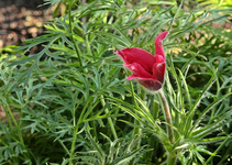 aufblühende rote Küchenschelle_640.webp