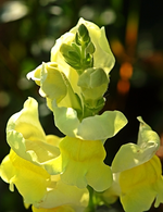 gelbes Riesen_Löwenmäulchen_400.webp