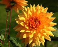 goldgelbe Dahlie_640.webp