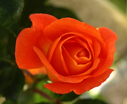 Orange Dawn Knospe_640.webp