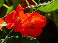 orange Kapukresse_640.webp