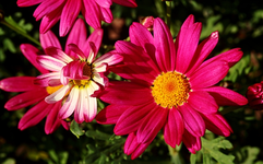 pinke Margerite_640.webp