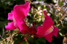 pinkes Löwenmäulchen2_640.webp