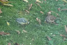 2012_1021Herbst0066.webp
