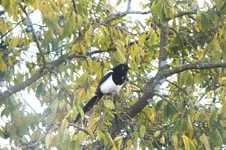 2012_1021Herbst0074.webp