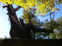 DSC00935.webp