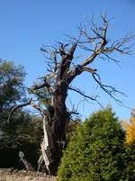 DSC00934.webp