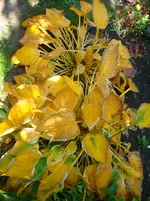 DSC01039.webp