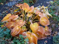 DSC01042.webp