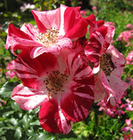 Kletterrose.webp