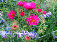 aster mit Blauraute.webp