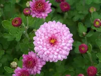 chrysanthemum Julia.webp