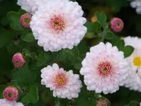 chrysanthemum Mei Kyo.webp