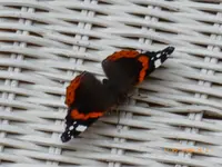 07.08.2012 025.webp