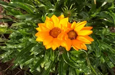 Mittagsgold 1.webp