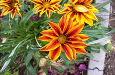 Mittagsgold 3.webp