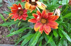 Mittagsgold 4.webp