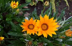 Mittagsgold 5.webp