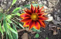 Mittagsgold 6.webp
