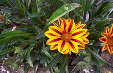 Mittagsgold 7.webp