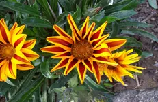 Mittagsgold 8.webp
