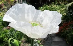Copy of IMG_3835v.webp