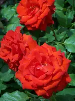 100_0126.webp