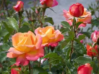 100_0127.webp