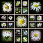 page Collagevbt.webp