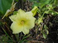 DSCN1740kl.webp