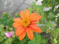 DSCN1744kl.webp