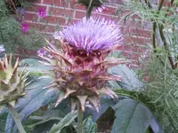 Artischockenblüte12.webp
