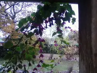 RosenkelchOkt2_12.webp
