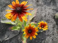 DSCN1745kl.webp