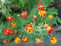 DSCN1746kl.webp