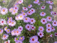 DSCN1747kl.webp