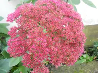 DSCN1749kl.webp
