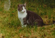 litti mäusejagd.webp