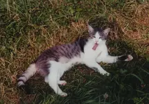 litti nach der maus.webp
