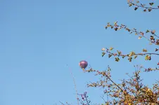 2012_1020Herbst0029.webp