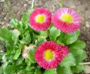 Tausendschoen v (1).webp